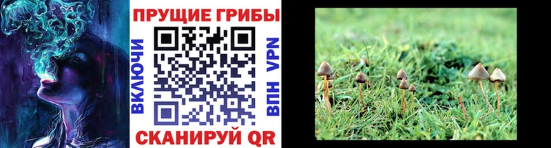Галлюциногенные грибы Magic Shrooms  Купить закладки  Малая Вишера 