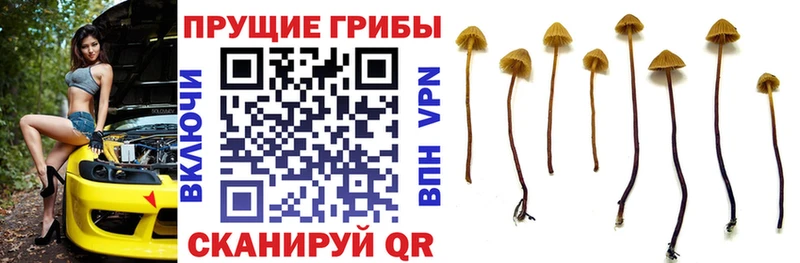 Псилоцибиновые грибы ЛСД Малая Вишера